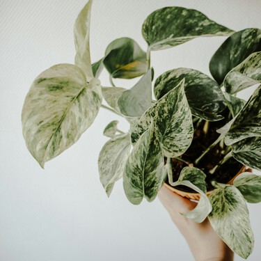 Cómo hacer que mi potus tenga flores aún teniéndolo dentro de casa