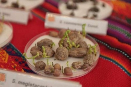 La NASA quiere comprobar si podríamos cultivar patatas en Marte