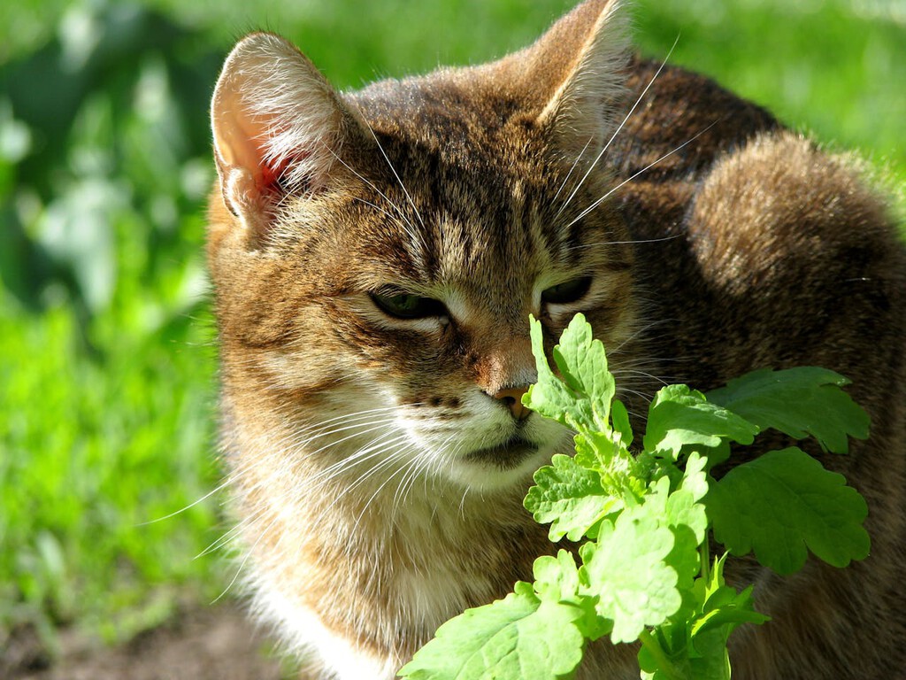 Pensábamos que el catnip era la droga favorita de los gatos, hay otra planta que les gusta más. Y no es por el colocón