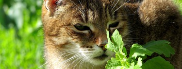 Cuando ves a tu gato frotarse contra una planta, lo que estás viendo en realidad es algo más: su relación con la "droga"