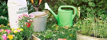 Estos son los trucos de jardinería para que las plantas sobrevivan al calor y la lluvia: ideales para agosto y septiembre 