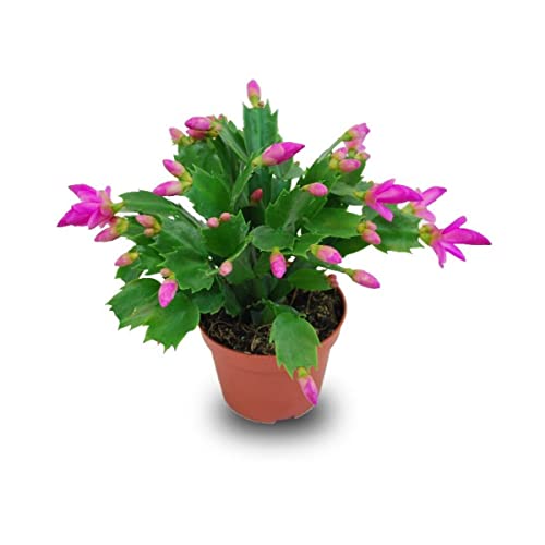 Verdecora Planta natural Ripsalis - Cactus de Navidad