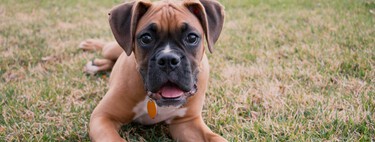 Los veterinarios opinan sobre el bóxer: “Estos perros suelen buscar el contacto con sus dueños porque tienen un carácter muy afectuoso y familiar” 