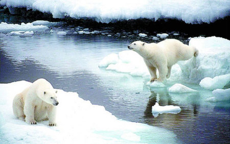 Nuevo Parque Nacional para proteger al oso polar