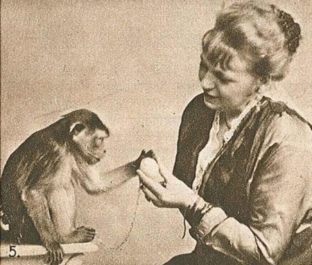¿Los animales también tienen sentimientos? Las neuronas espejo de los animales