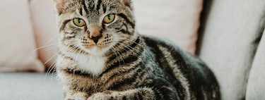 Los expertos lo tienen claro: "El confinamiento absoluto en pisos aburre y estresa a los gatos, alterando su naturaleza"