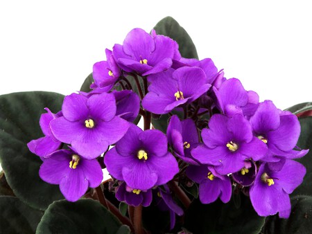 Violeta africana (Saintpaulia)