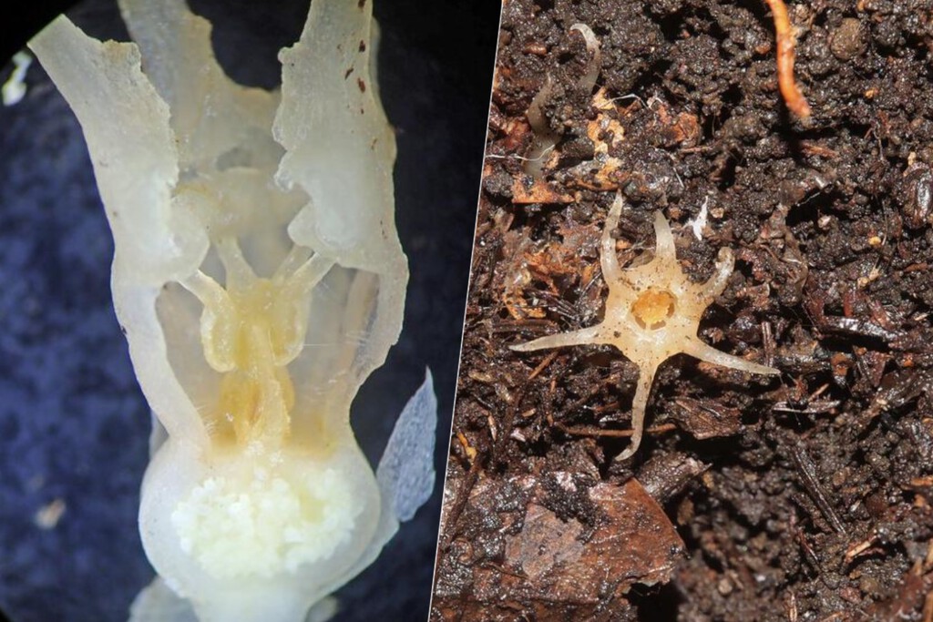 Acabamos de descubrir un nuevo género de plantas en Japón. Algo que no pasaba desde hace un siglo