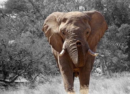 ¿Pueden los animales predecir un desastre que está a punto de ocurrir?