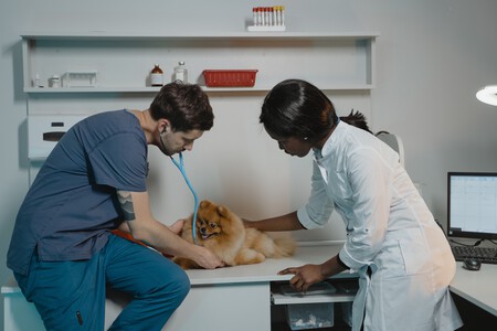 Veterinario Evitar Malas Experiencias