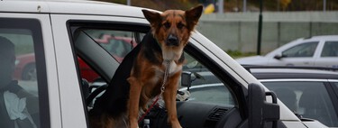Dejar a un perro dentro del coche es irresponsable, peligroso y, gracias a la nueva ley, motivo de multa 