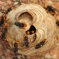 Este rastreador es tan grueso como un cabello y es la nueva arma para luchar contra los avispones asesinos 