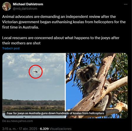 Koalas