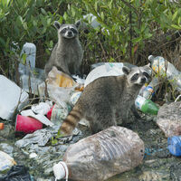 Será que poderemos adotar? Guaxinins urbanos mostram sinais iniciais de domesticação, aponta estudo 