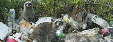 Será que poderemos adotar? Guaxinins urbanos mostram sinais iniciais de domesticação, aponta estudo 