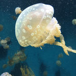 Si te pica una medusa ¿Deberías hacerte pipí sobre la picadura?