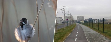 En 2020 la humanidad se confinó por el covid. Y eso provocó que una especie de pájaro modificara su pico para sobrevivir