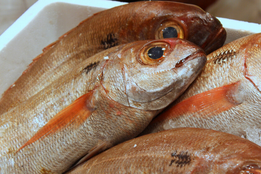 Cómo se trata el pescado para que llegue a casa en perfecto estado sin necesidad de congelarlo: los secretos de los grandes pescaderos