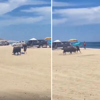 "Te puto avisamos". Una turista se empeña en forcejear con un toro y acaba recibiendo un brutal ataque 