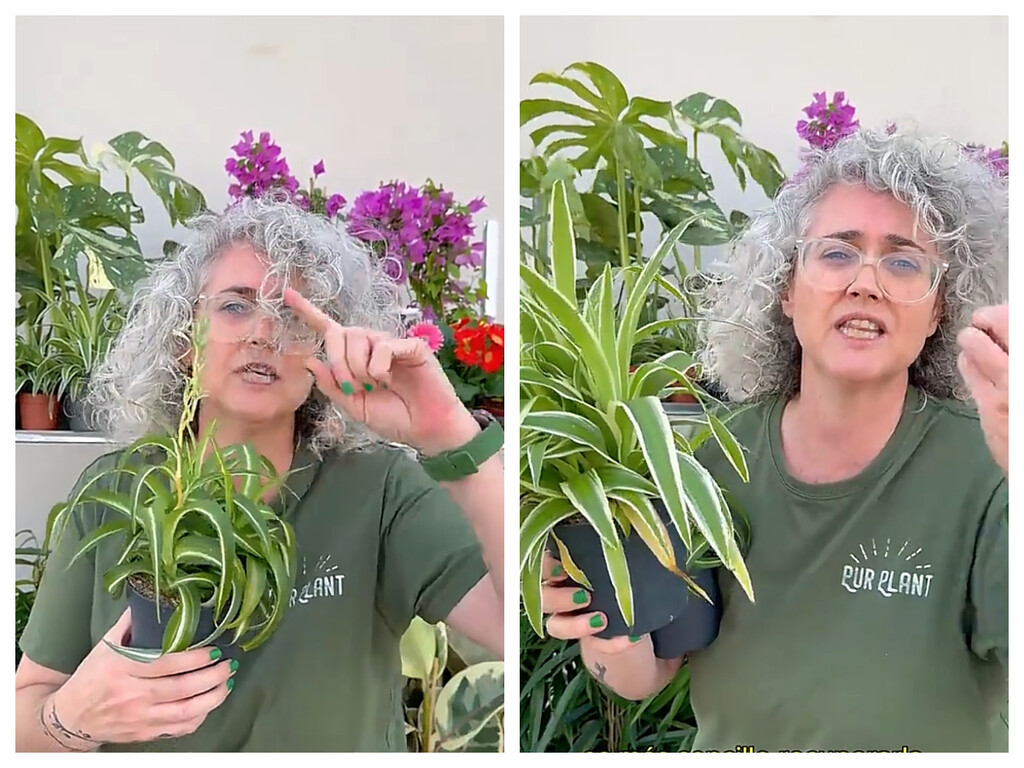 Una experta en plantas sobre la cinta: “Es una de las plantas valoradas por la NASA por su capacidad para purificar el aire”