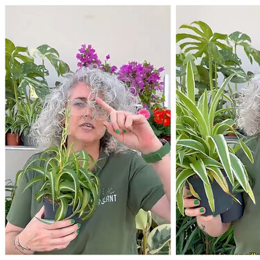 Una experta en plantas sobre la cinta: “Es una de las plantas valoradas por la NASA por su capacidad para purificar el aire” 