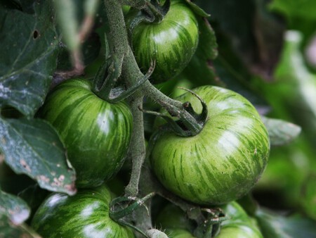 Tomate
