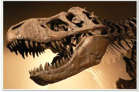 La mayor colección de fósiles de dinosaurios se exhibe en Madrid