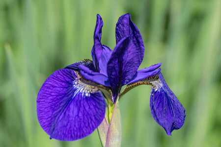 iris azul