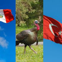 O grande paradoxo dos mapas: a confusão que fez o mundo inteiro dar o nome de uma única ave a dois países diferentes 