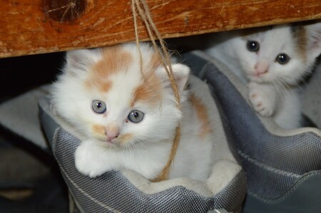 gatos