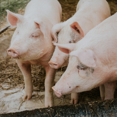 Al ganadero, a 1,30 euros; a ti, en el supermercado, a 6,90. Por qué el precio del cerdo no baja al cliente cuando se hunde en el campo 
