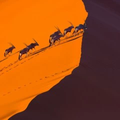 Foto 4 de 9 de la galería categoria-mamiferos en Xataka Foto