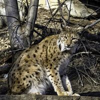 Una ley busca crear pasos de fauna en las carreteras para evitar atropellos a animales como el lince ibérico