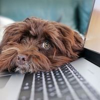 El teletrabajador también tiene sus derechos durante la cuarentena