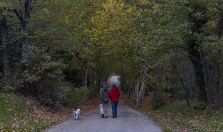 Bosque