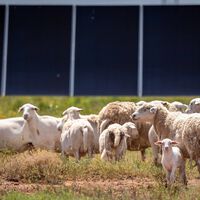 O Texas instalou milhões de painéis solares onde antes havia campos abertos; eles contrataram 3 mil ovelhas para fazer a manutenção do local 