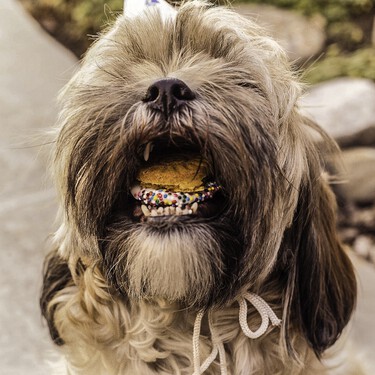 Estos son los siete alimentos prohibidos que no puedes dar a tu perro