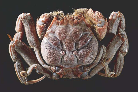 El cangrejo que tiene la cara de un samurái dibujado en el dorso