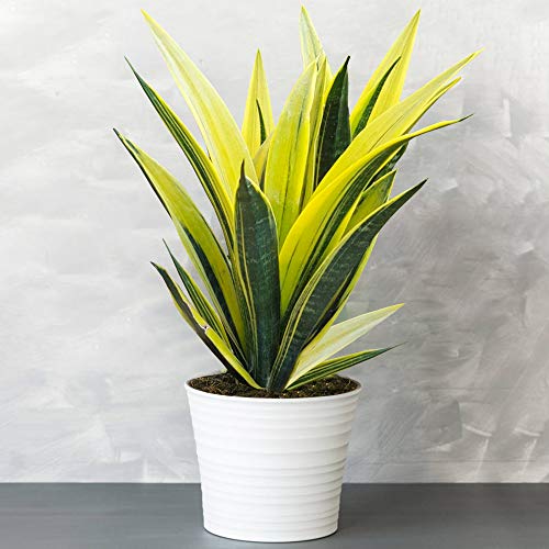 Sansevieria Llama Dorada en Maceta 30-40cm