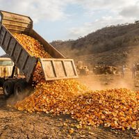 En 1997 cubrieron un páramo de Costa Rica con 12.000 toneladas de cáscaras de naranja. 16 años después nadie reconocía el paisaje