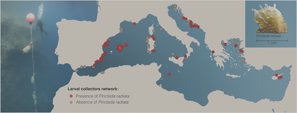 Esta ostra tropical fue la primera especie invasora del Mediterráneo. 150 años después, está colonizando España