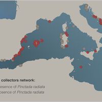 Esta ostra tropical fue la primera especie invasora del Mediterráneo. 150 años después, está colonizando España