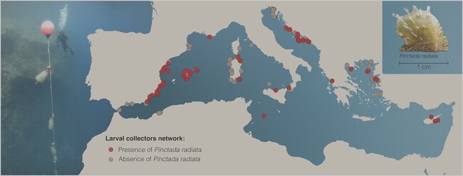 ostra