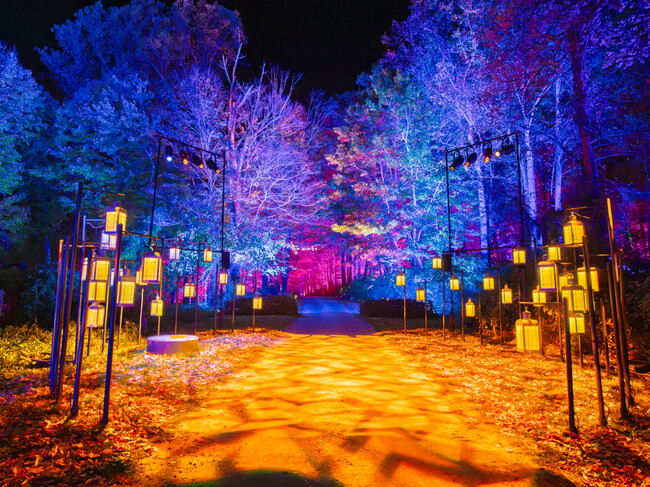 Bosque Harry Potter