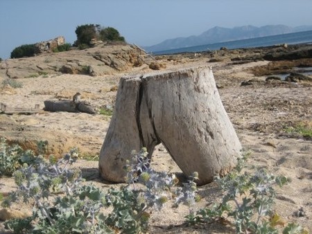 Hallazgo en la playa: escultura natural
