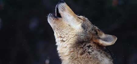 One More Thing y el cuento de Pedro y el Lobo