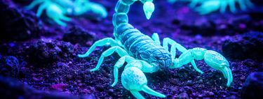O neon na natureza: por que escorpiões, esquilos, ornitorrincos outros animais brilham sob a luz ultravioleta? 