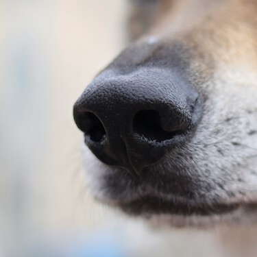 Los veterinarios lo explican: tu perro no olfatea el trasero de otros perros por casualidad, posee un sistema de escaneo natural muy avanzado 