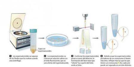 Separar esperma: elegir el sexo del bebé