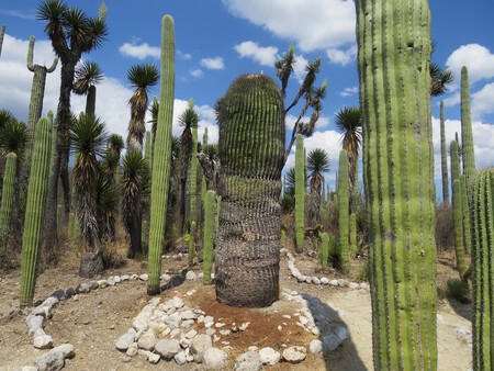 Descubre el paraíso de Puebla donde inició el cultivo de maíz: tiene un bosque de cactáceas, salineras y arte en barro